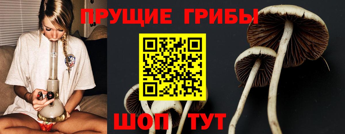 Галлюциногенные грибы Psilocybe Обь